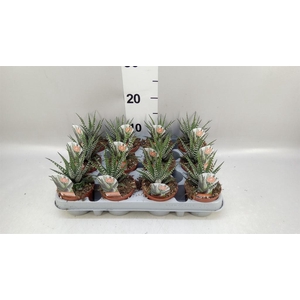 Haworthia fasciata 'Big Band'