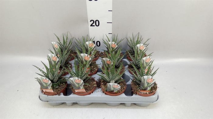 <h4>Haworthia fasciata 'Big Band'</h4>