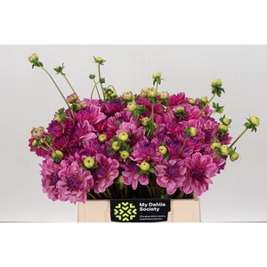 Dahlia Annamarie