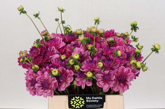 <h4>Dahlia Annamarie</h4>