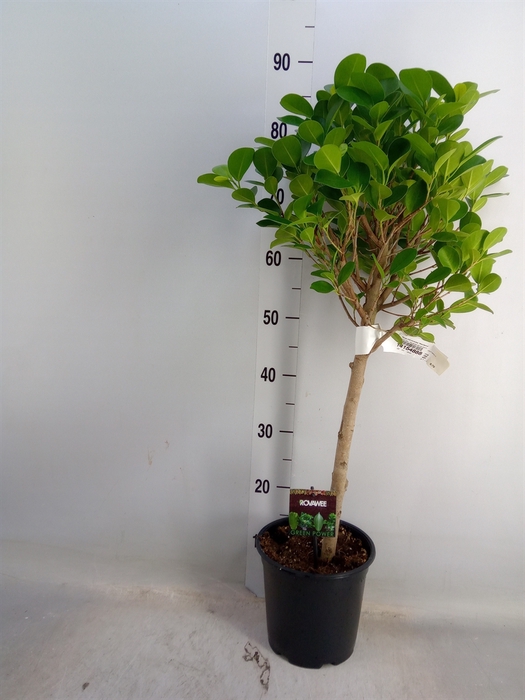 <h4>Ficus microcarpa 'Moclame'</h4>