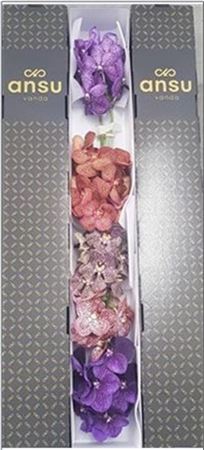 <h4>Vanda T Gemengd Color Mix</h4>