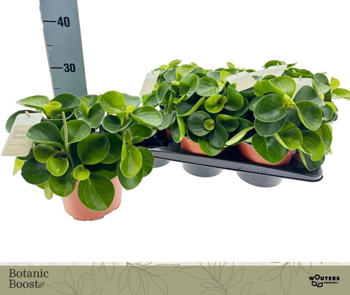 <h4>PEP OBT GREEN GOLD</h4>