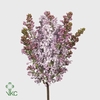 SYRINGA LAVALIENSIS 2 KOP X60