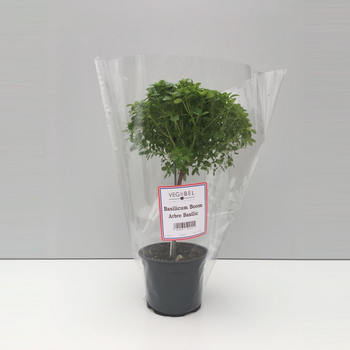 <h4>Basilicum Boom P12</h4>