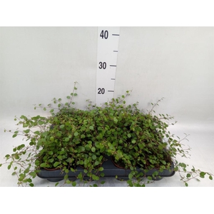 Muehlenbeckia com. 'Mao'ri'