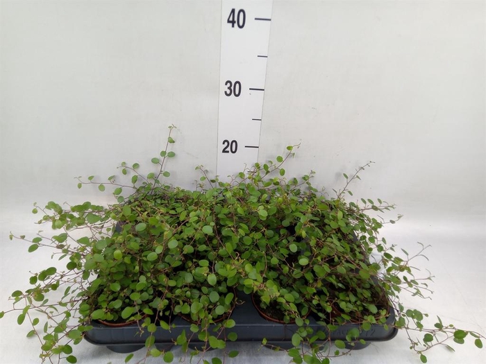 <h4>Muehlenbeckia com. 'Mao'ri'</h4>