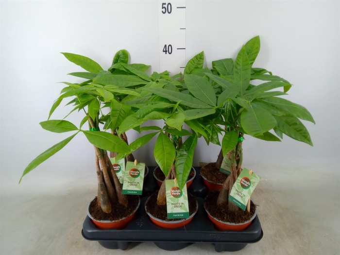 <h4>Pachira aquatica</h4>