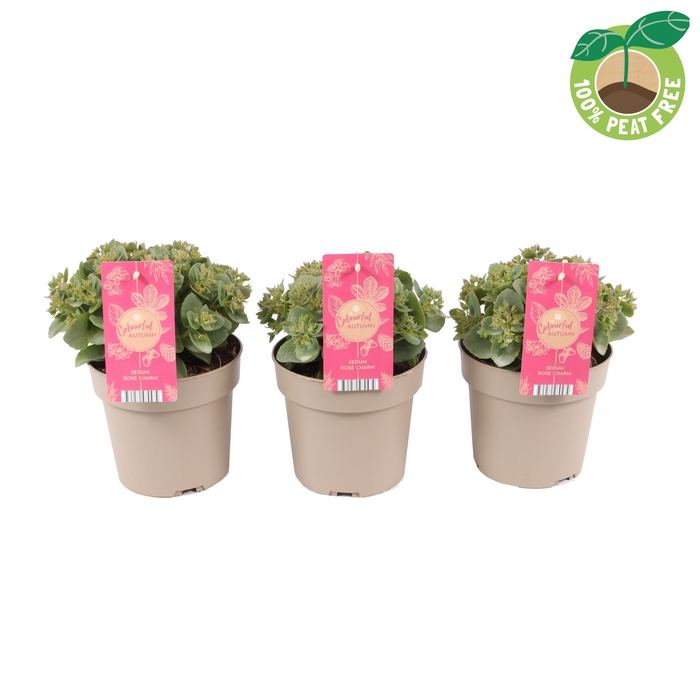 Sedum Tel Seduction Rose Charm