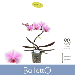 Balletto Spinturn 1 spike