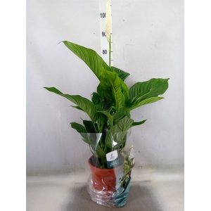 Spathiphyllum  'Sweet Lauretta'