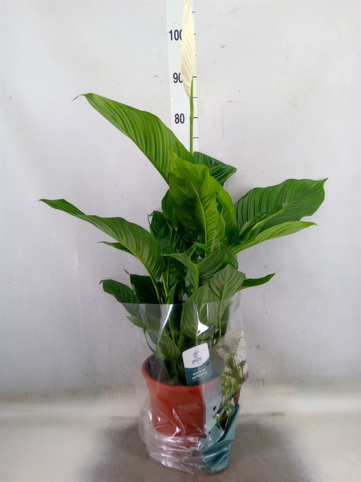 <h4>Spathiphyllum  'Sweet Lauretta'</h4>