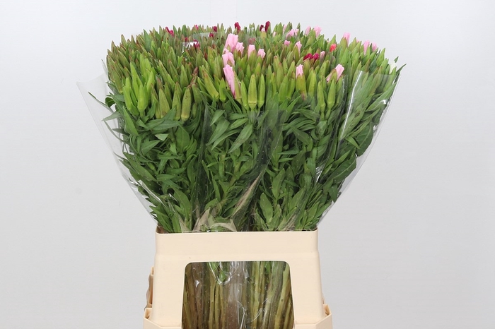 Clarkia (godetia) Mix