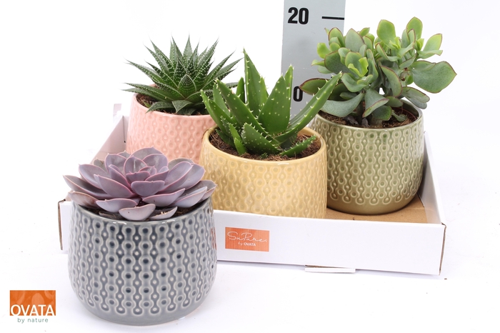 <h4>SUCC GEM 4 SRT</h4>