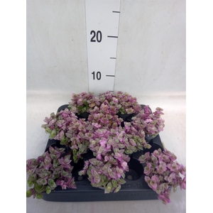 Callisia repens 'Rosato'