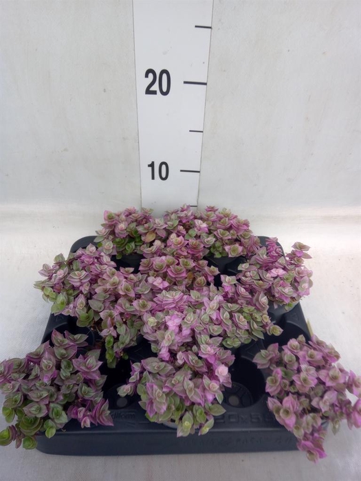 <h4>Callisia repens 'Rosato'</h4>