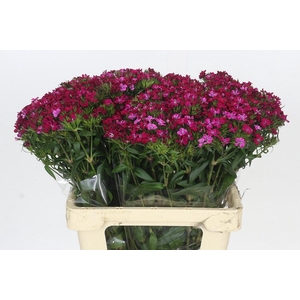 Dianthus Br Amazon Neon Cherry