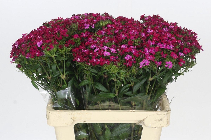 <h4>Dianthus Br Amazon Neon Cherry</h4>