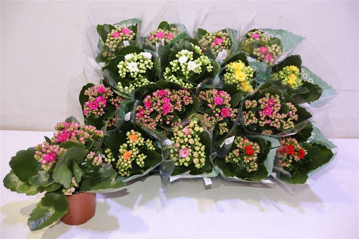 <h4>Kal Ge Ro Gem 6 Kl</h4>