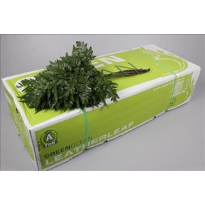 Leatherleaf Large Green Ocean