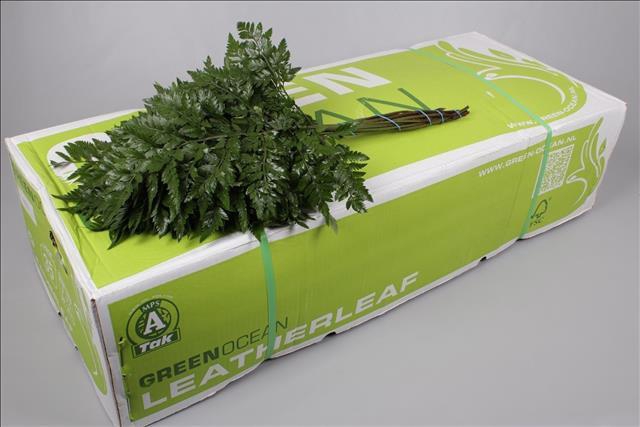 <h4>Leatherleaf Large Green Ocean</h4>