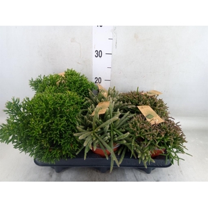 Rhipsalis   ...mix