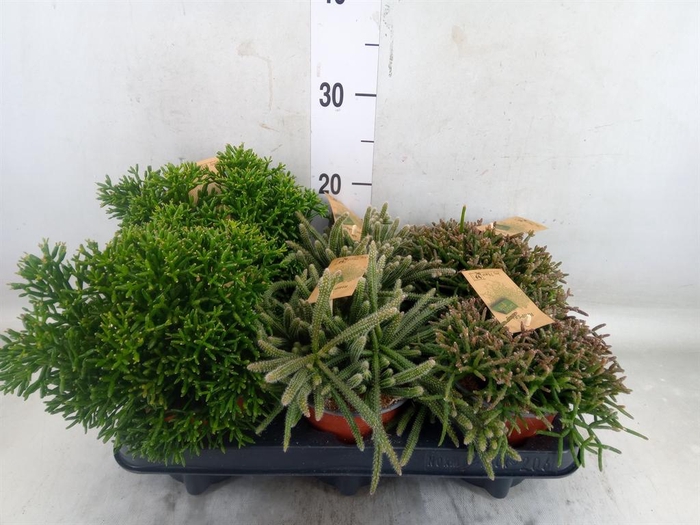 <h4>Rhipsalis   ...mix</h4>