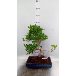 Bonsai   ...mix