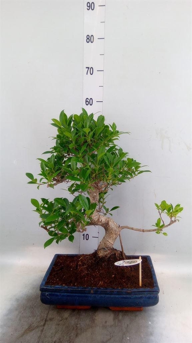 <h4>Bonsai   ...mix</h4>