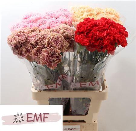 <h4>Di St Gem In Fust</h4>