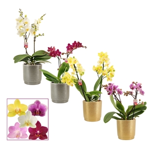 Phalaenopsis multiflora 2 tak mix in Gabriël (Deco-collection)