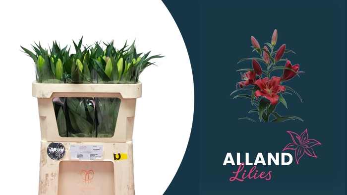 <h4>LI OT RED DESIRE</h4>