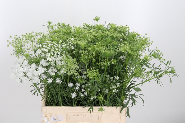 <h4>Ammi Majus Dille Wit</h4>