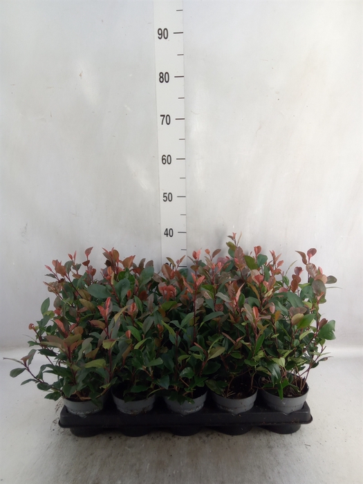 Photinia fraseri 'Little Red Robin'