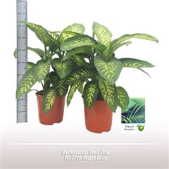 <h4>Dieffenbachia Tropic Snow</h4>