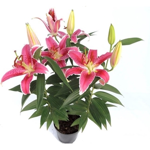 LIRIO P16 ROSA