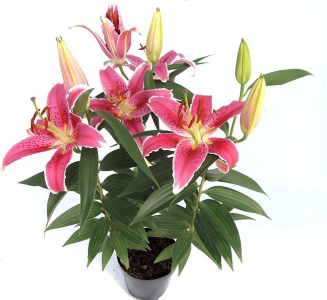 <h4>LIRIO P16 ROSA</h4>