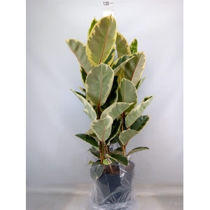 Ficus elastica 'Tineke'