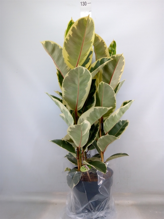 <h4>Ficus elastica 'Tineke'</h4>