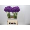 Allium giganteum