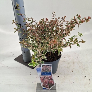 Abelia x grandiflora Magic Daydream