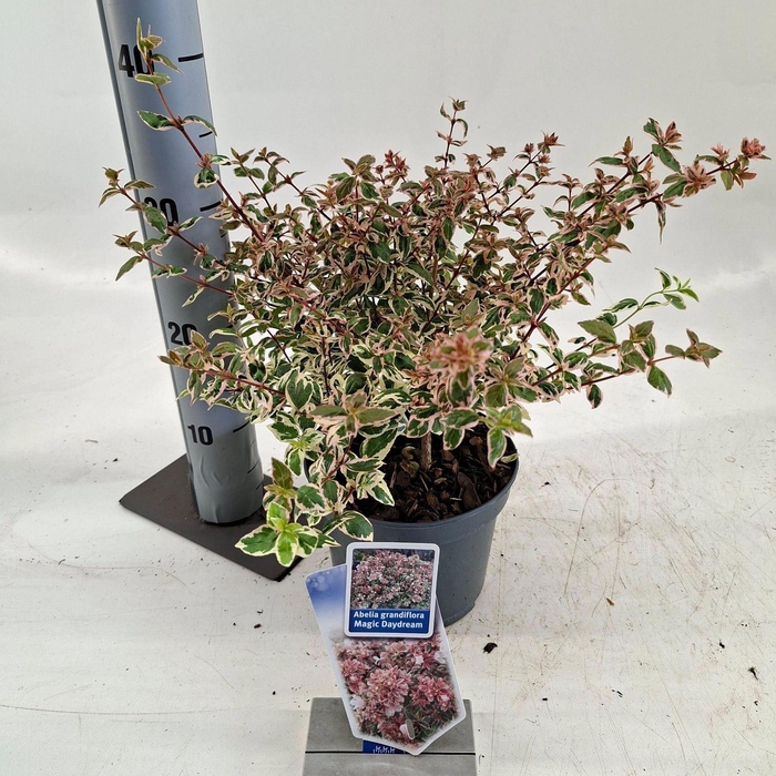 <h4>Abelia x grandiflora Magic Daydream</h4>