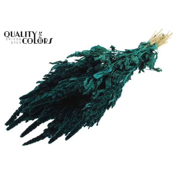 <h4>Amaranthus per bunch Turquoise</h4>