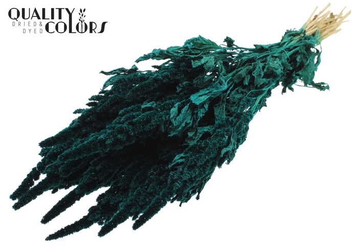 Amaranthus per bunch Turquoise
