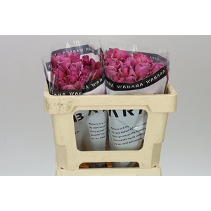 Rosa Gr Spray Wabara Aoi