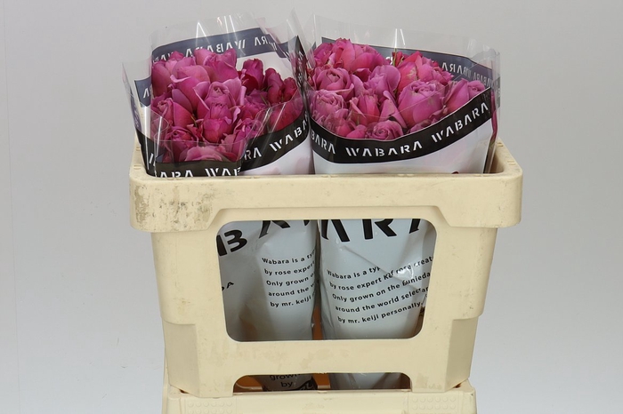 Rosa Gr Spray Wabara Aoi