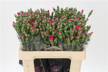 <h4>Di Te Solomio Imre</h4>