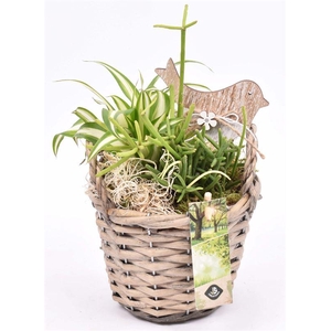 Wilg mand grijs met oor 14cm