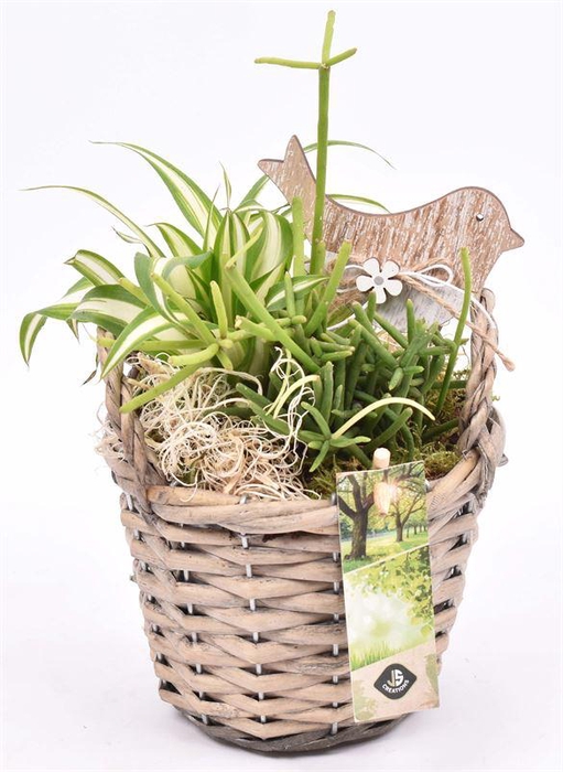 <h4>Wilg mand grijs met oor 14cm</h4>