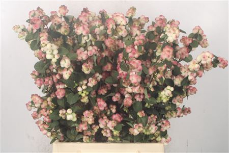 <h4>Sympho Mag R Ri Hood</h4>